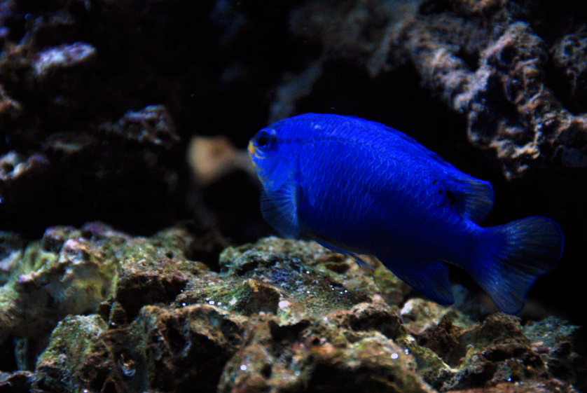 &amp;amp;#346;l&amp;amp;#261;ski Ogród Zoologiczny