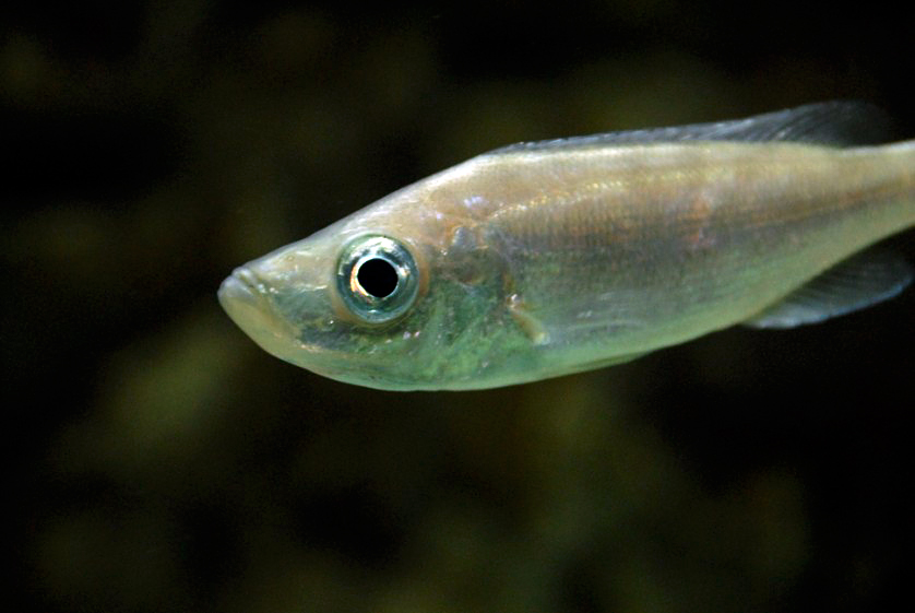 &amp;amp;#346;l&amp;amp;#261;ski Ogród Zoologiczny