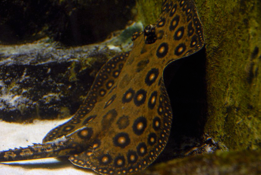 &amp;amp;#346;l&amp;amp;#261;ski Ogród Zoologiczny