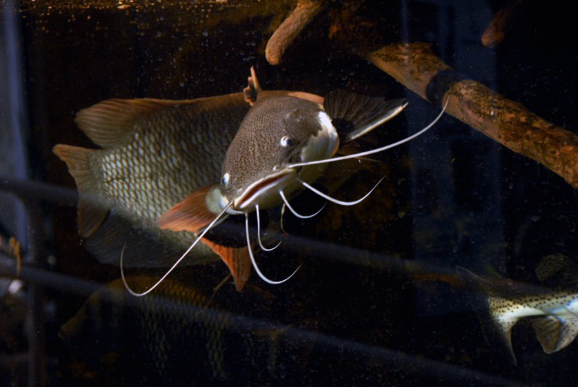 &amp;amp;#346;l&amp;amp;#261;ski Ogród Zoologiczny