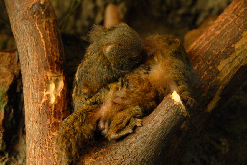 &amp;amp;amp;#346;l&amp;amp;amp;#261;ski Ogród Zoologiczny