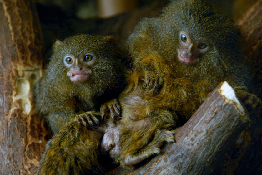 &amp;amp;amp;#346;l&amp;amp;amp;#261;ski Ogród Zoologiczny