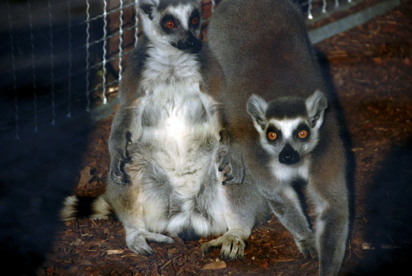 &amp;amp;amp;#346;l&amp;amp;amp;#261;ski Ogród Zoologiczny