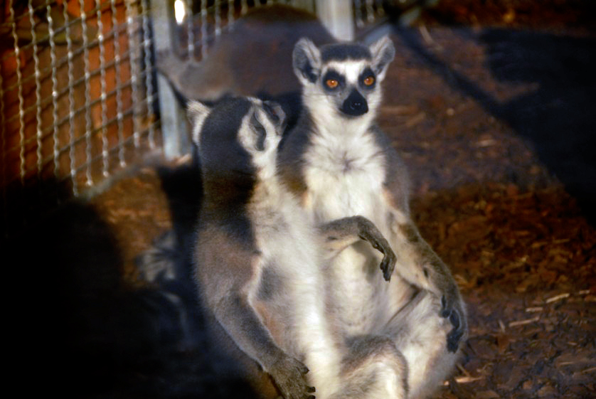&amp;amp;amp;#346;l&amp;amp;amp;#261;ski Ogród Zoologiczny