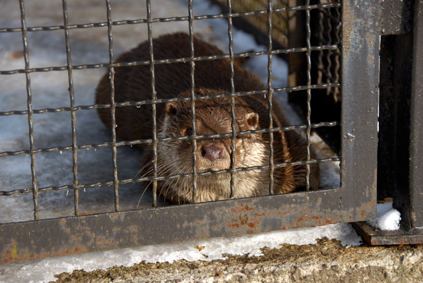 &amp;amp;amp;#346;l&amp;amp;amp;#261;ski Ogród Zoologiczny