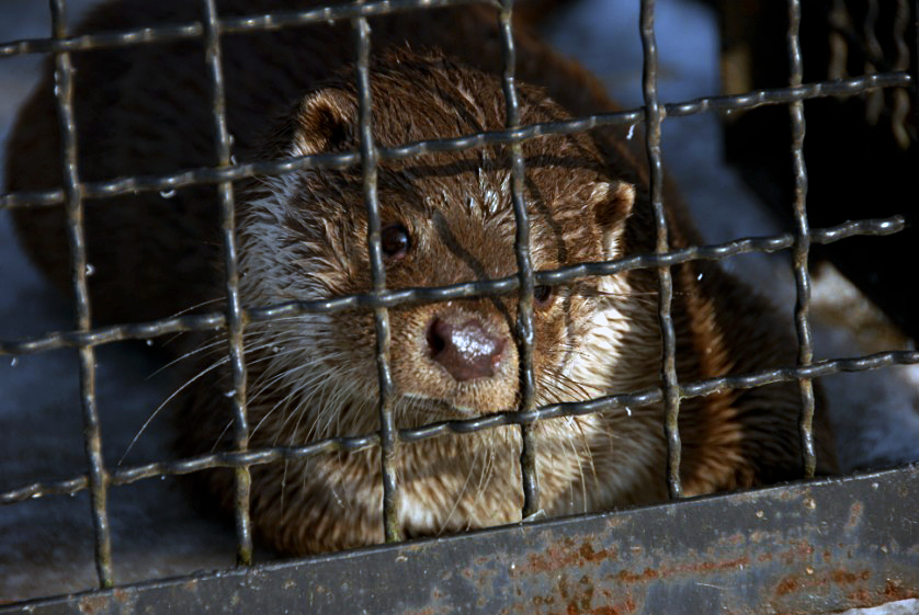 &amp;amp;amp;#346;l&amp;amp;amp;#261;ski Ogród Zoologiczny