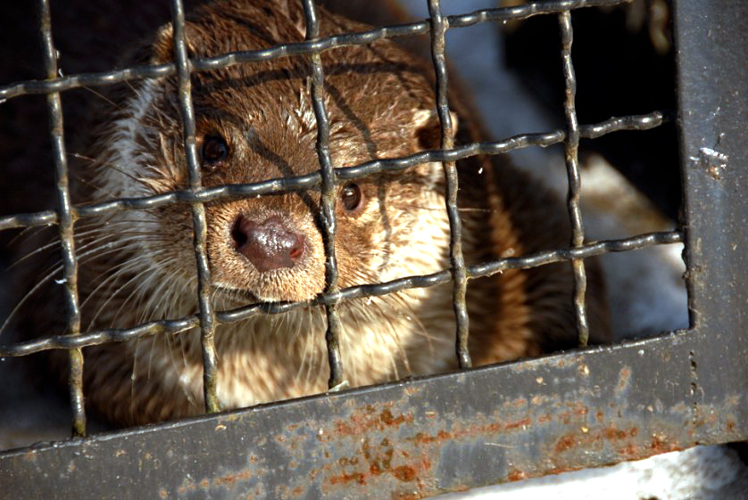 &amp;amp;amp;#346;l&amp;amp;amp;#261;ski Ogród Zoologiczny