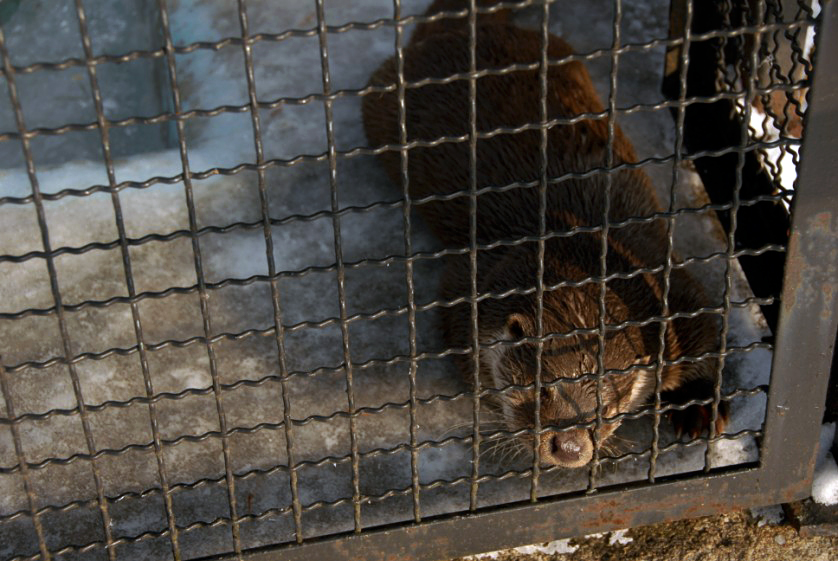 &amp;amp;amp;#346;l&amp;amp;amp;#261;ski Ogród Zoologiczny