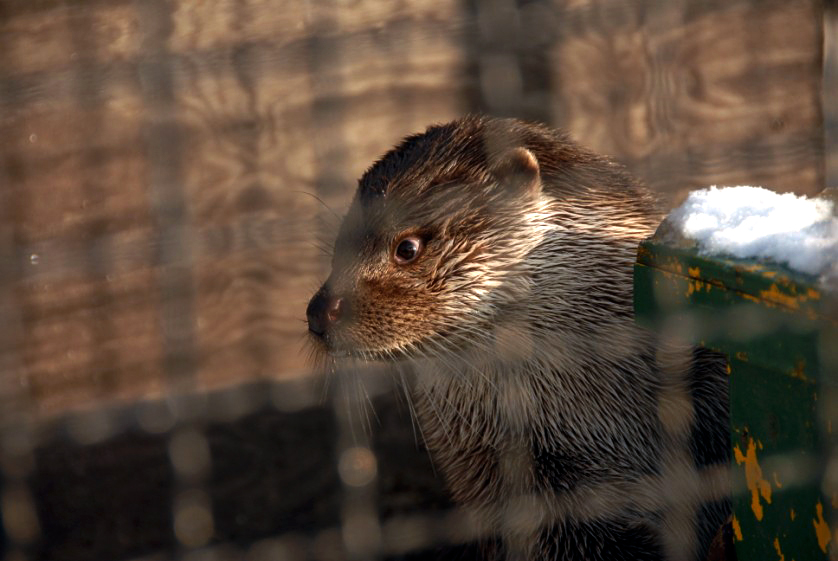 &amp;amp;amp;#346;l&amp;amp;amp;#261;ski Ogród Zoologiczny
