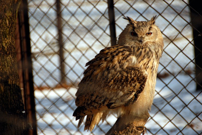 &amp;amp;amp;#346;l&amp;amp;amp;#261;ski Ogród Zoologiczny