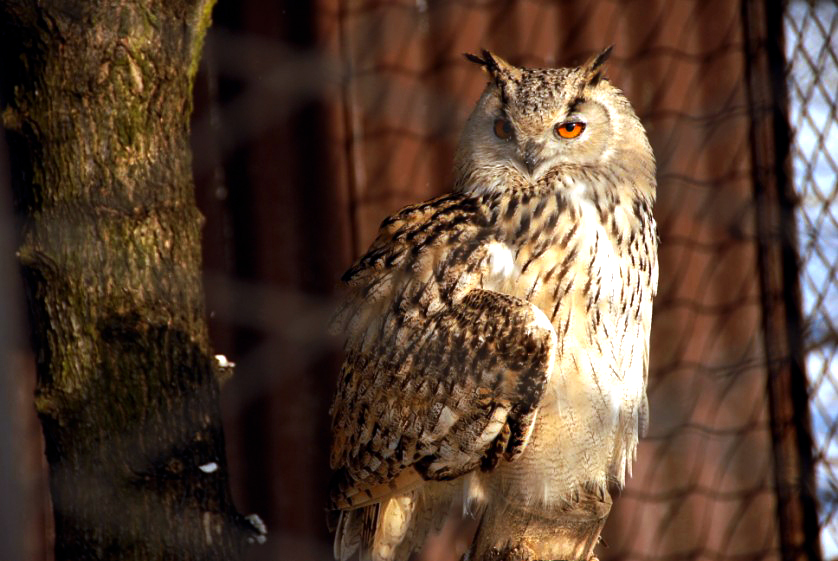 &amp;amp;amp;#346;l&amp;amp;amp;#261;ski Ogród Zoologiczny