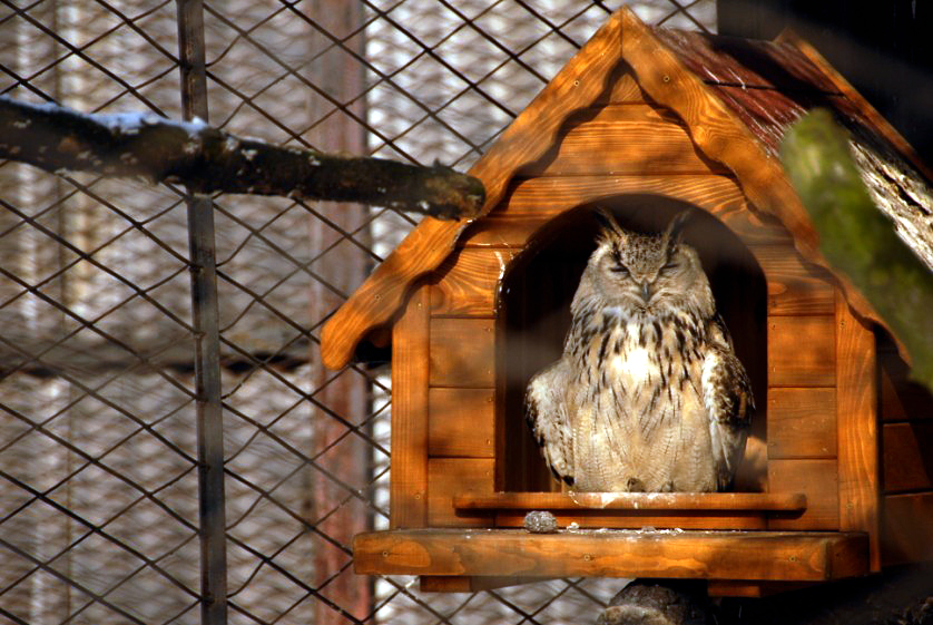 &amp;amp;amp;#346;l&amp;amp;amp;#261;ski Ogród Zoologiczny