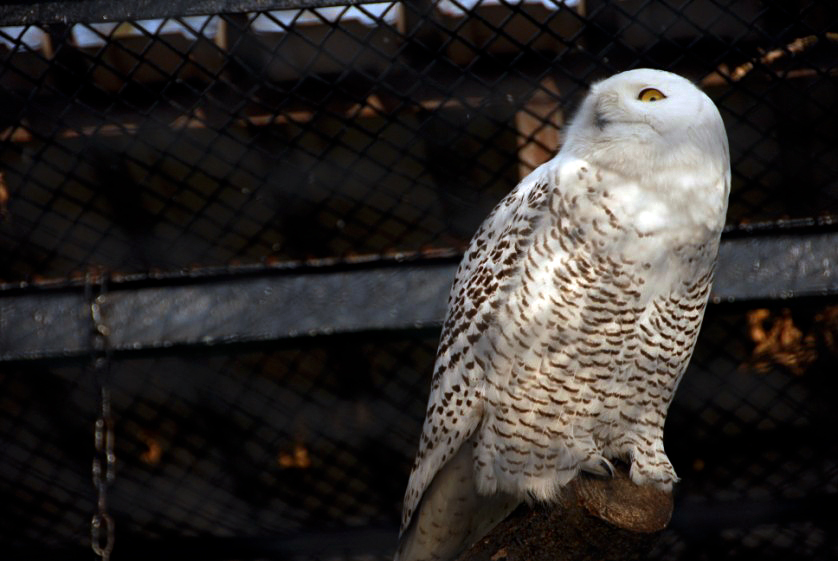 &amp;amp;amp;#346;l&amp;amp;amp;#261;ski Ogród Zoologiczny