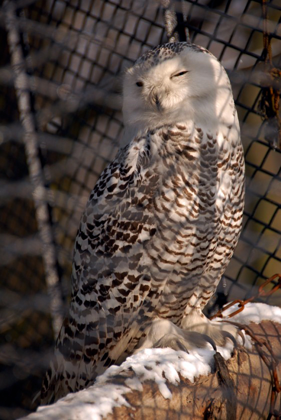 &amp;amp;amp;#346;l&amp;amp;amp;#261;ski Ogród Zoologiczny
