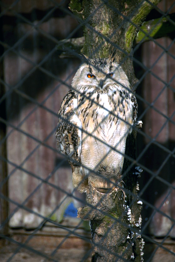&amp;amp;amp;#346;l&amp;amp;amp;#261;ski Ogród Zoologiczny