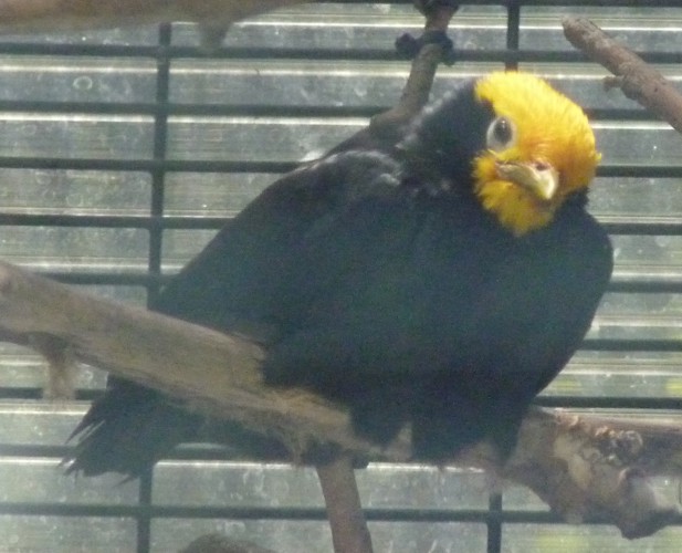 Ampeliceps coronatus