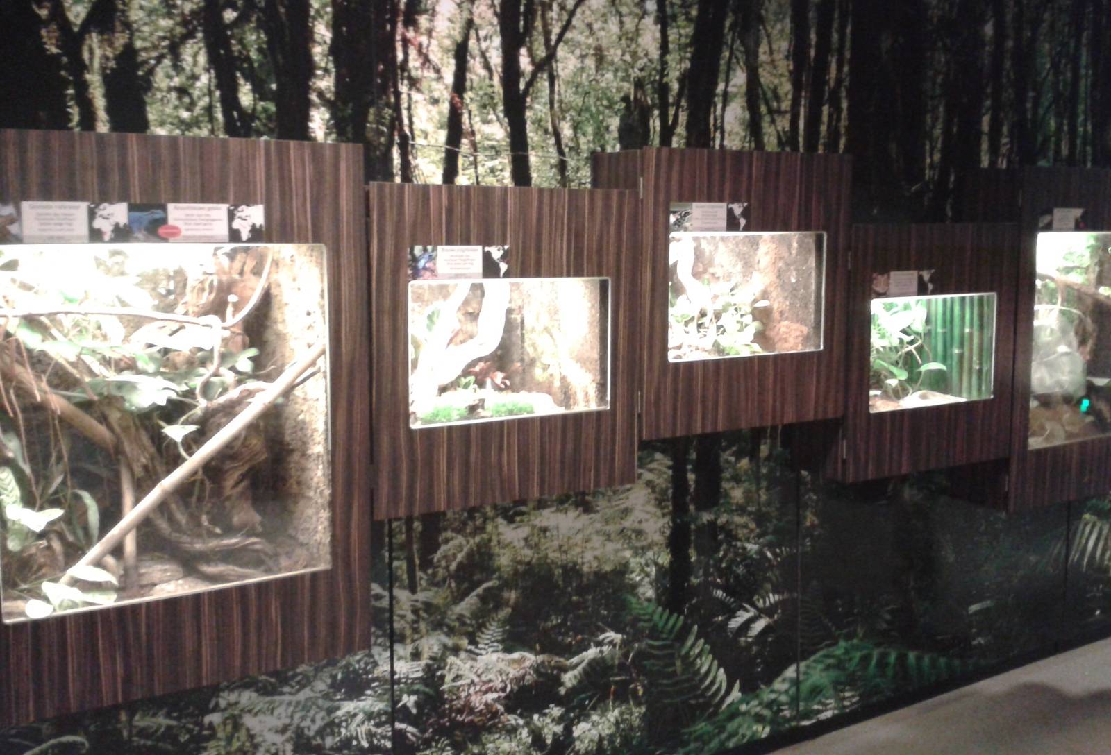 Amphiabian ( and a gecko ) enclosures