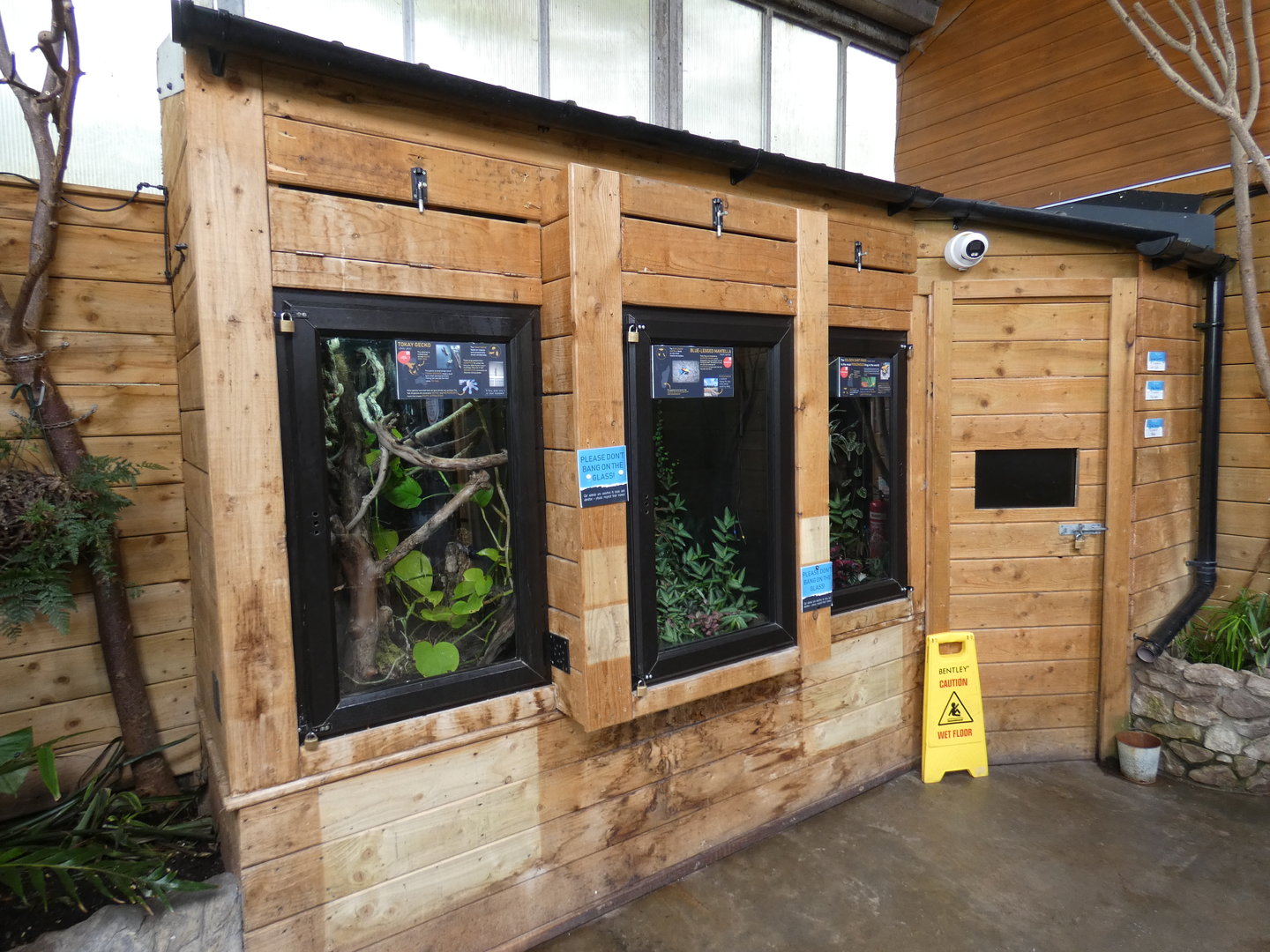 Amphibian and gecko displays