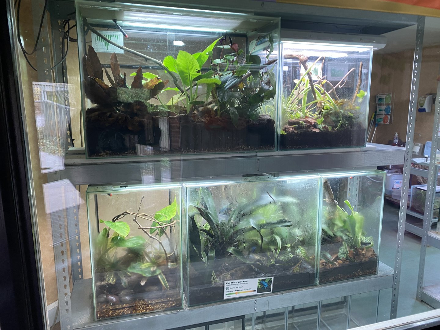 Amphibian Ark 201121