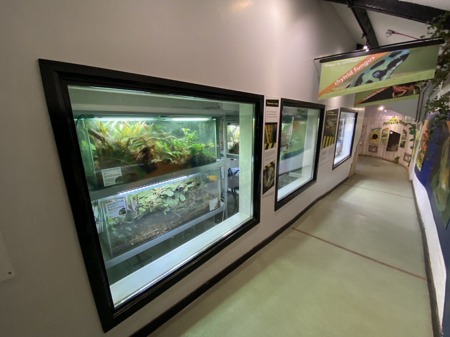 Amphibian Ark 201121