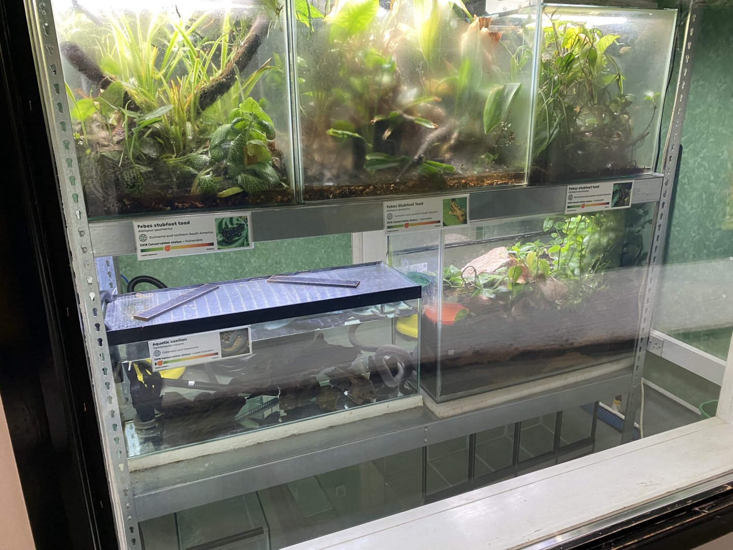 Amphibian Ark 201121