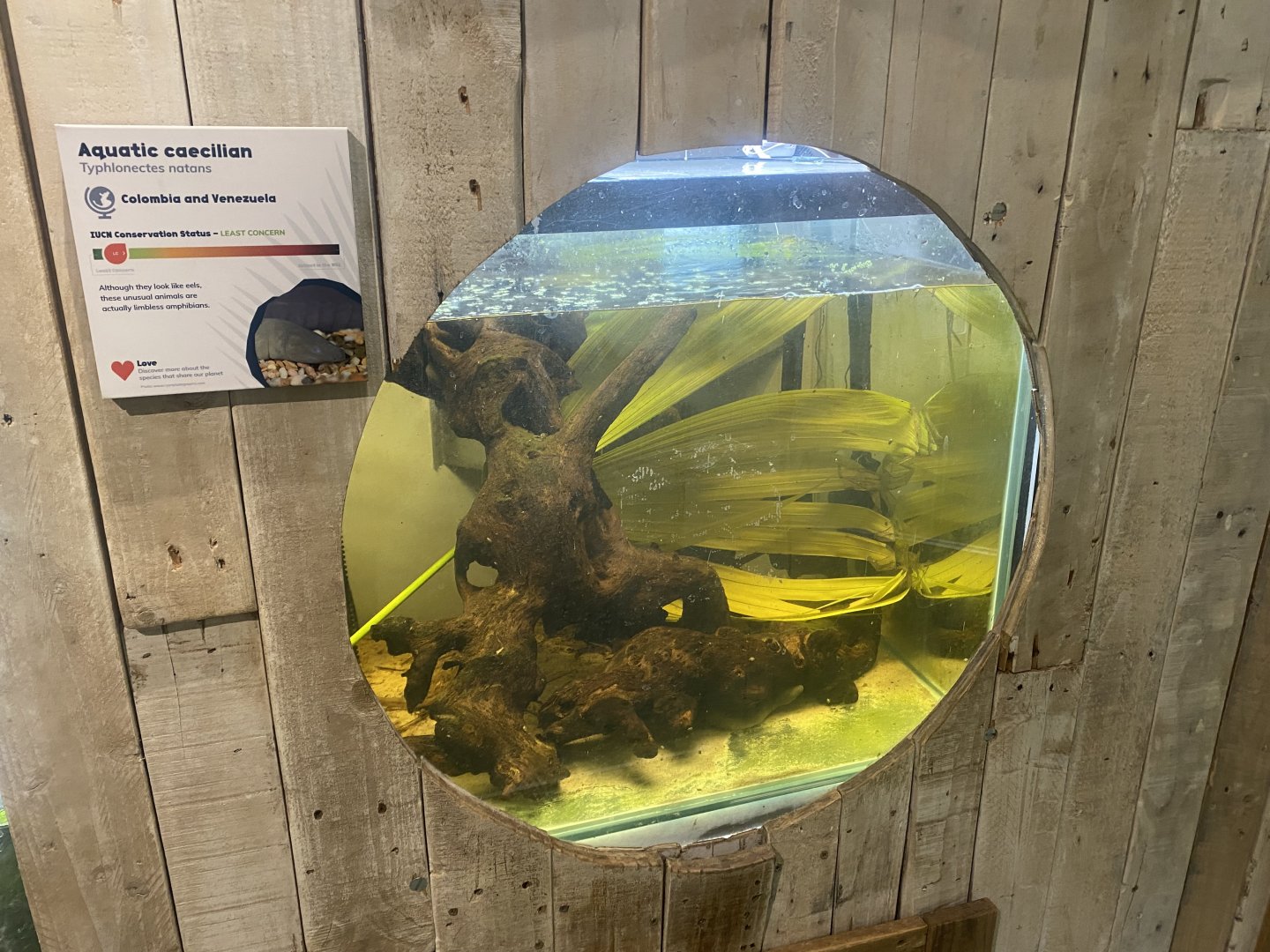 Amphibian Ark - Aquatic caecilian exhibit 130624