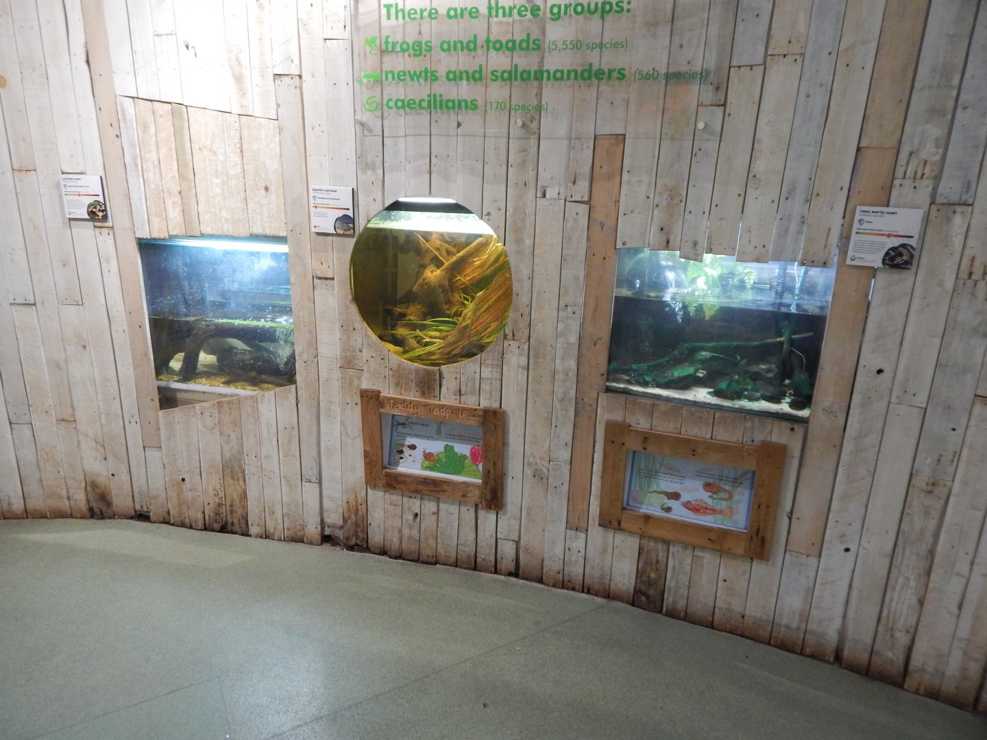 Amphibian Ark - Aquatic caecilian/Laos warty newts/Luristan newts 050224