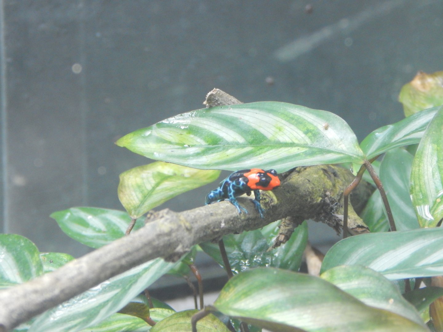 Amphibian Ark - Blessed poison frog 240222