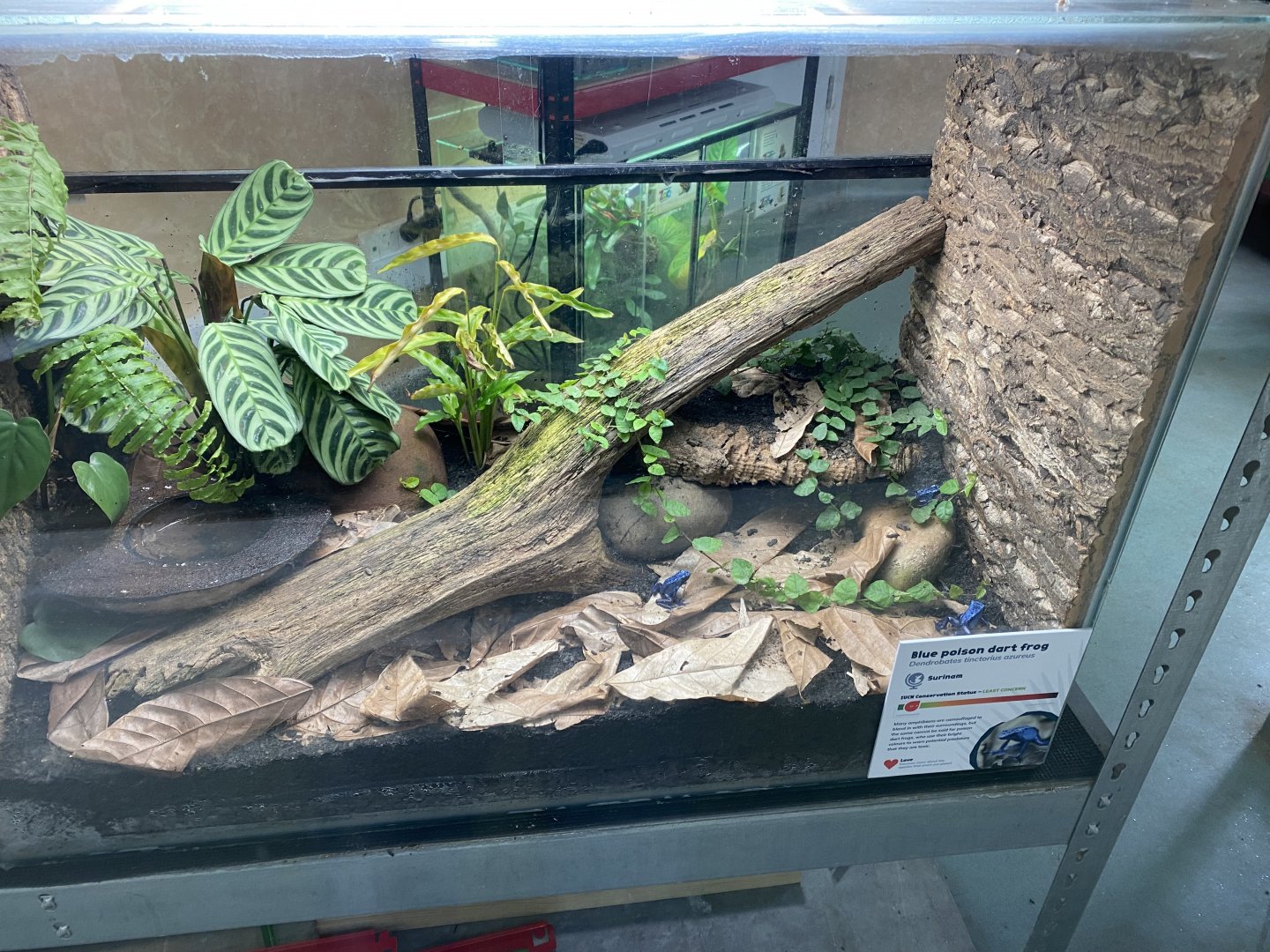 Amphibian Ark - Blue poison dart frog exhibit 050224