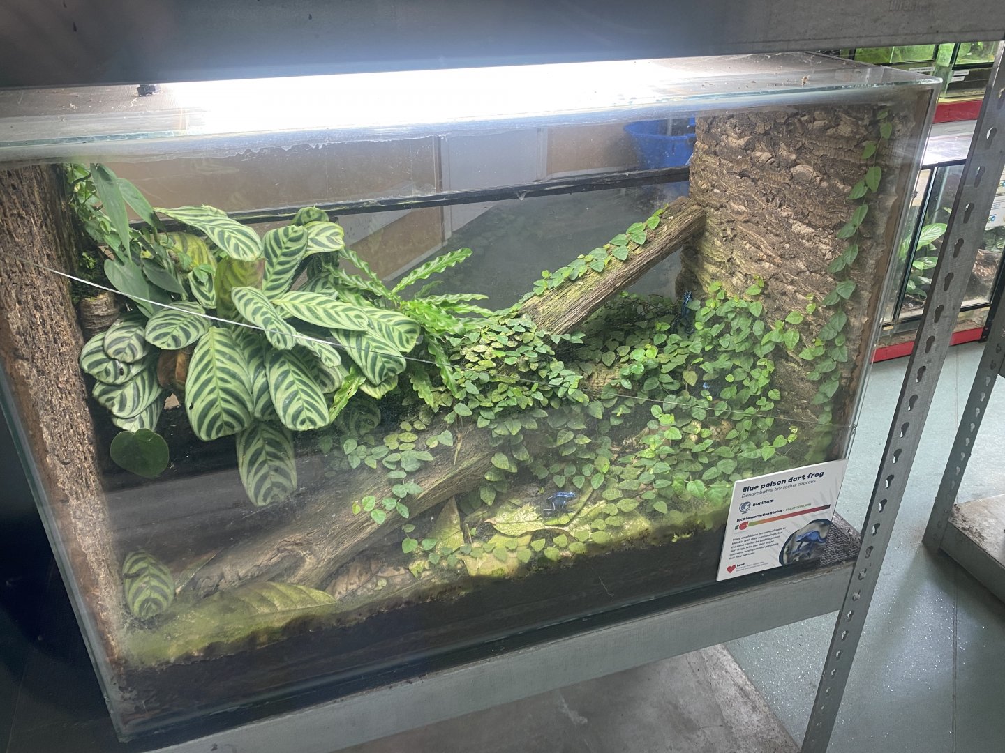 Amphibian Ark - Blue poison dart frogs exhibit 130624