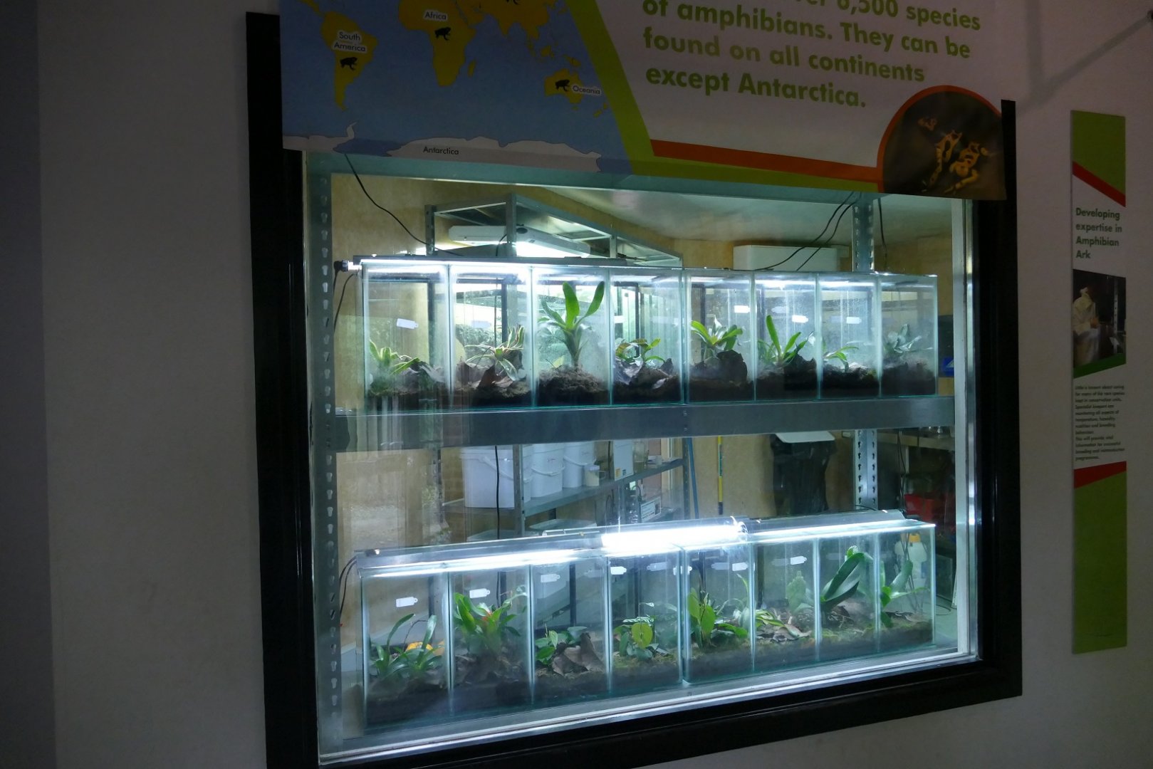 Amphibian Ark changes, October 2018