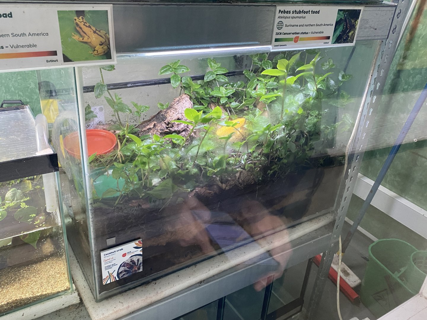 Amphibian Ark - Coconut crab exhibit 240222