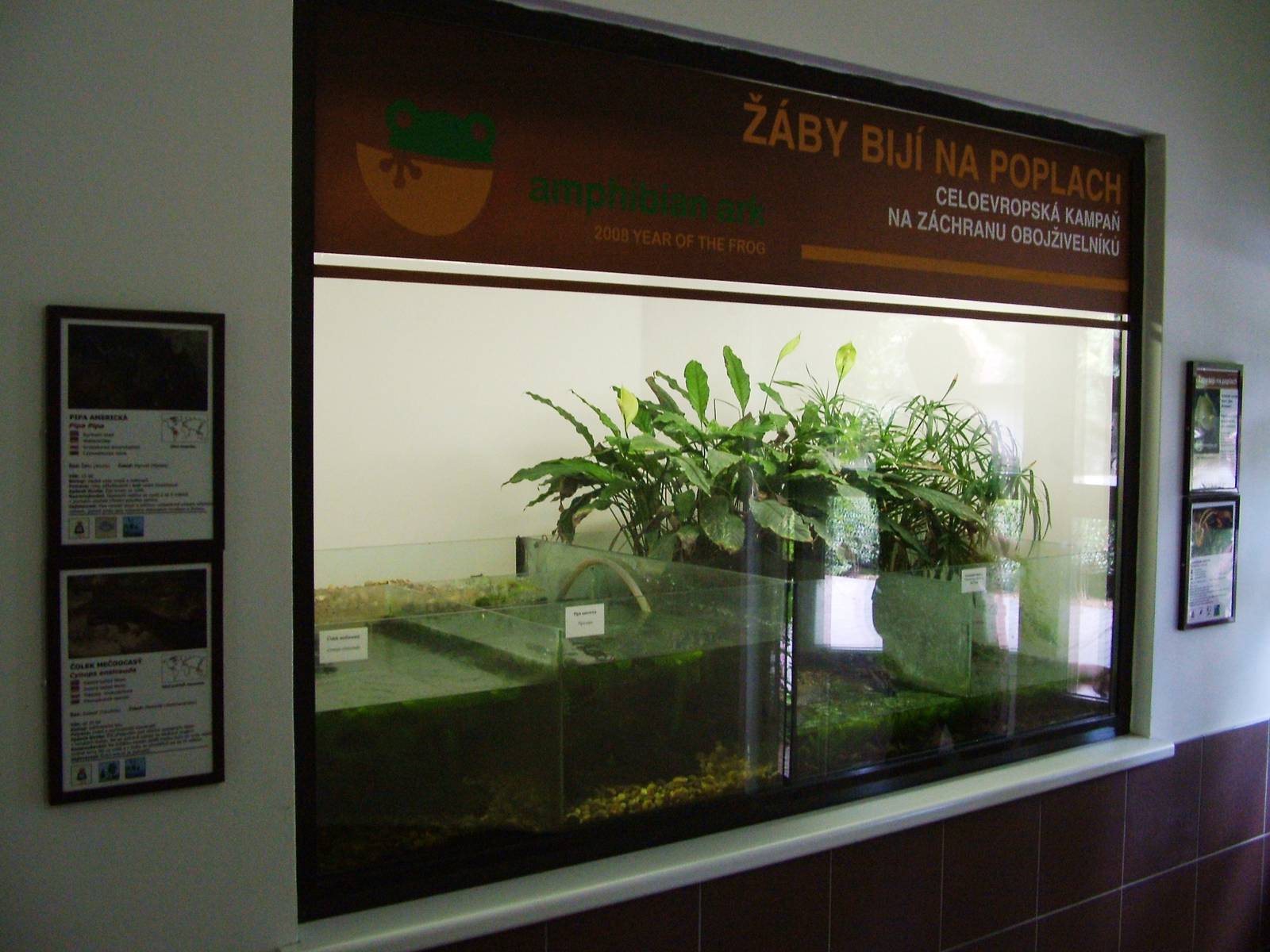 Amphibian Ark Display at Dvur Kralove, 27/08/12