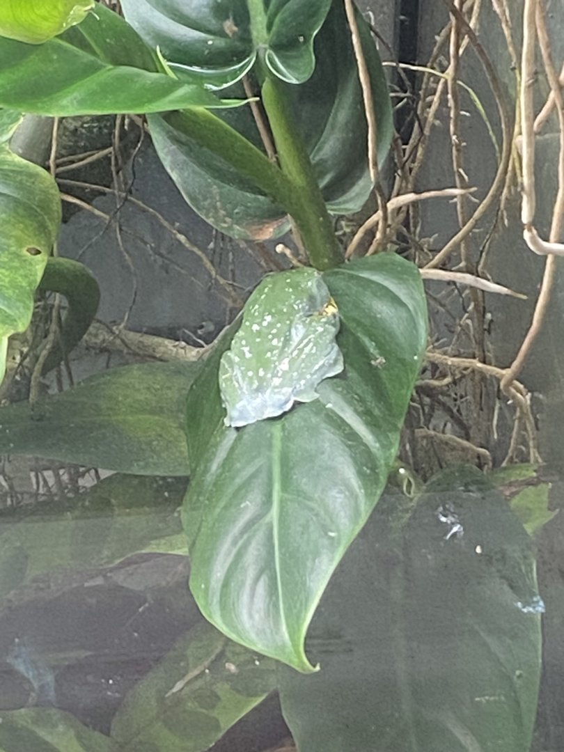 Amphibian Ark - Fringed leaf frog 161222
