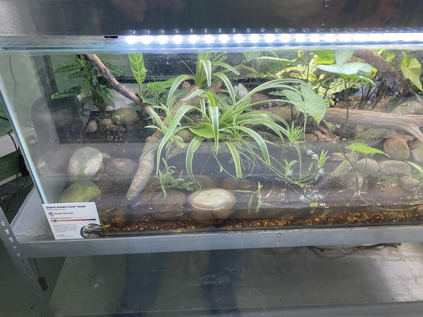 Amphibian Ark - Giant Asian river toad exhibit 050224