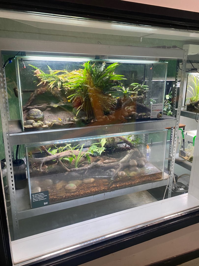 Amphibian Ark - Golden poison frog exhibit 290923