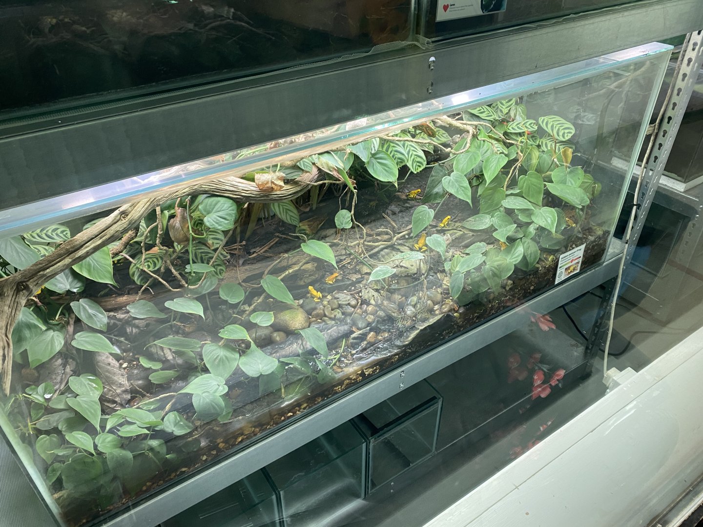 Amphibian Ark - Golden poison frog vivarium 181020