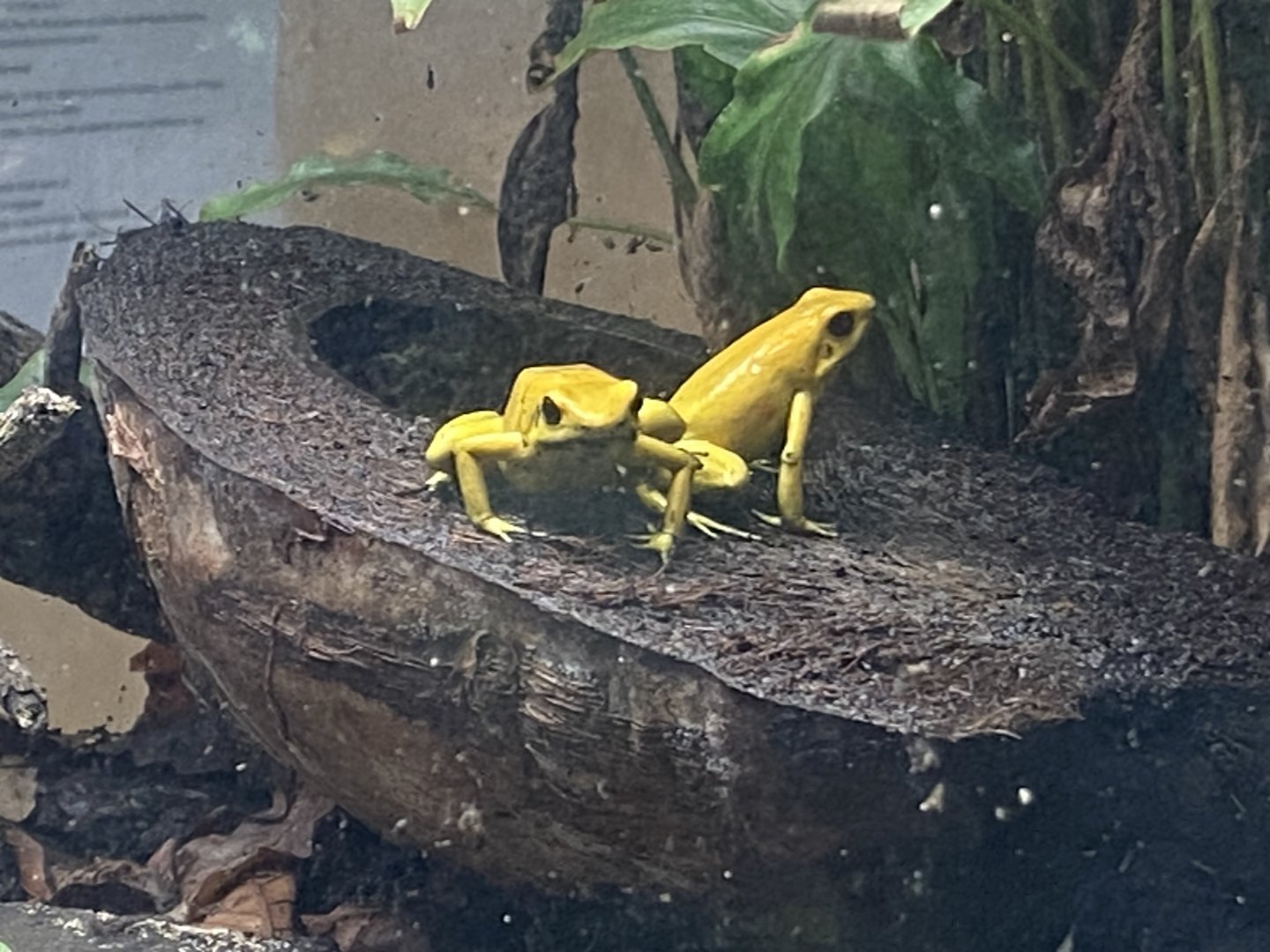 Amphibian Ark - Golden poison frogs 130624