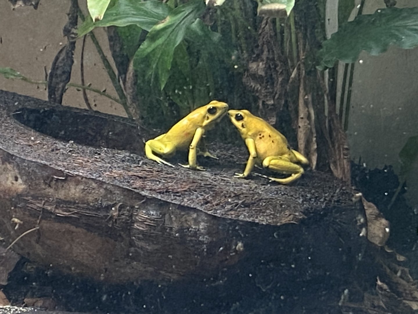 Amphibian Ark - Golden poison frogs 130624