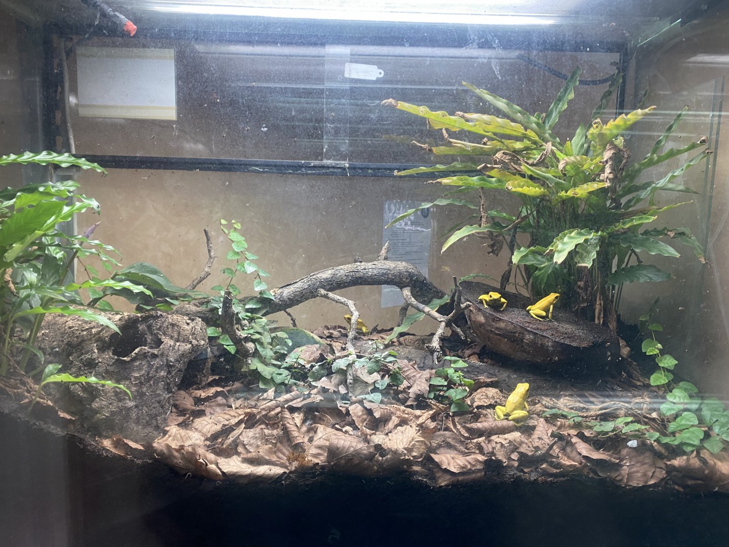 Amphibian Ark - Golden poison frogs exhibit 130624