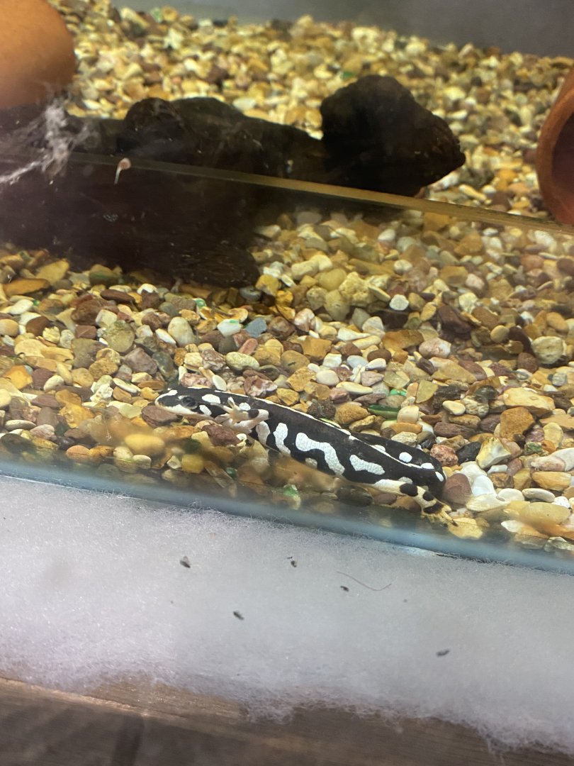 Amphibian Ark - Kaiser's Spotted newt 240222