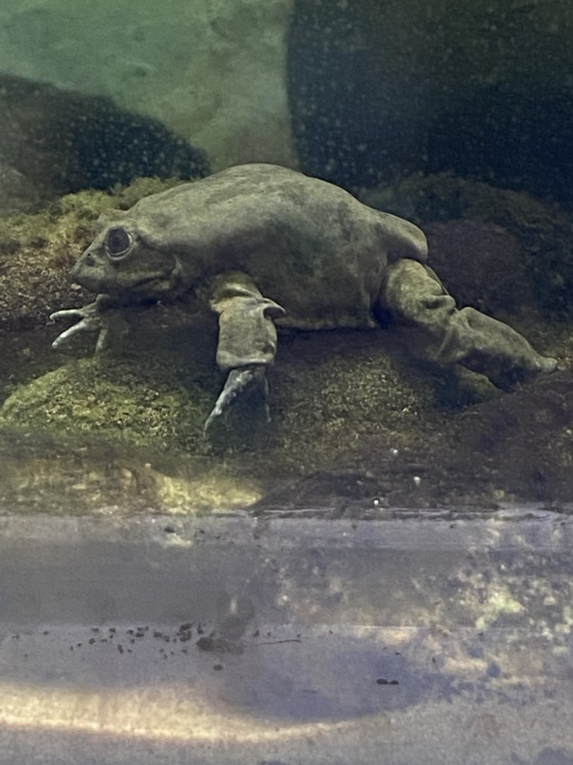 Amphibian Ark - Lake Titicaca frog 240222