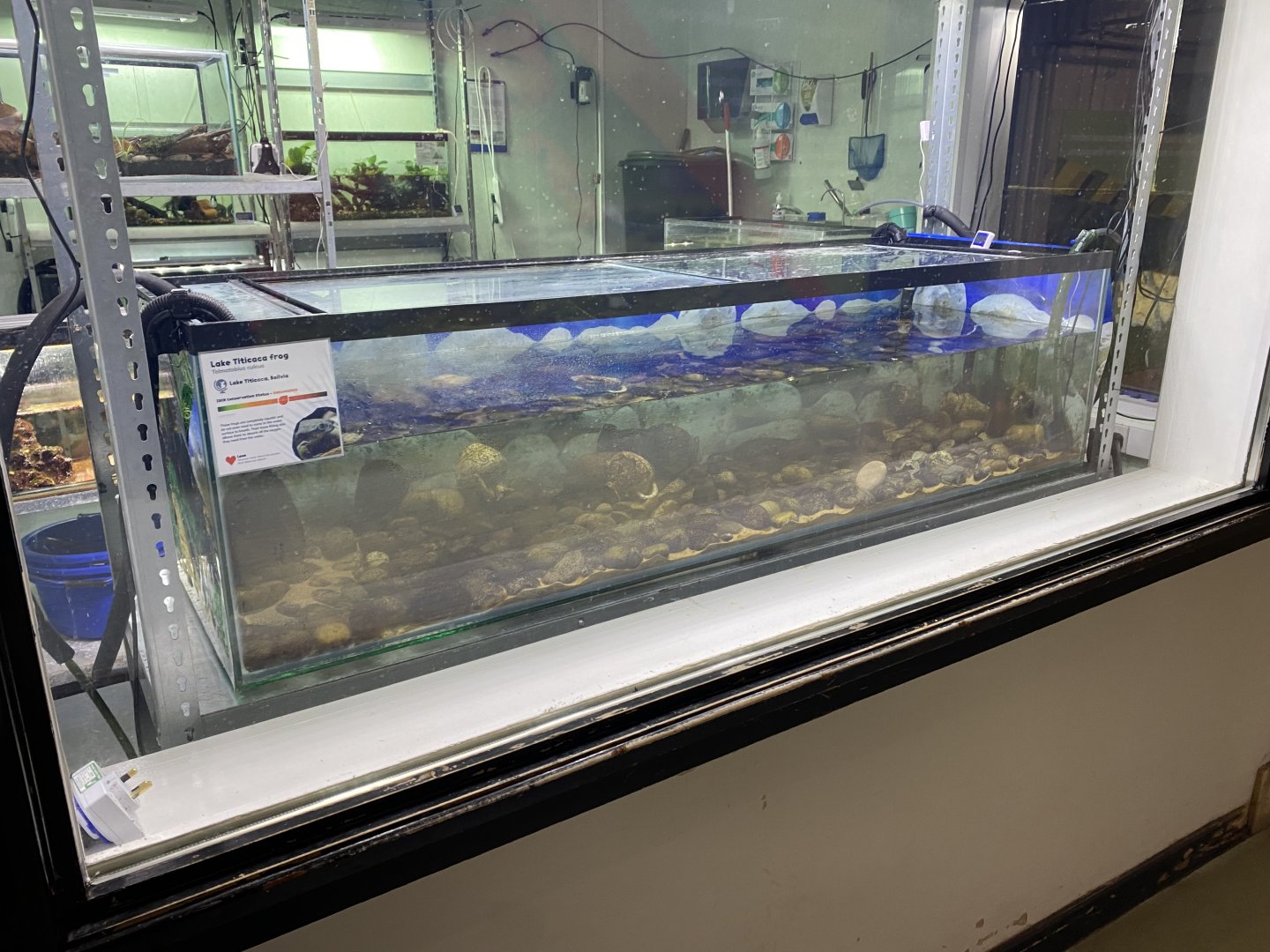 Amphibian Ark - Lake Titicaca frog exhibit 201121