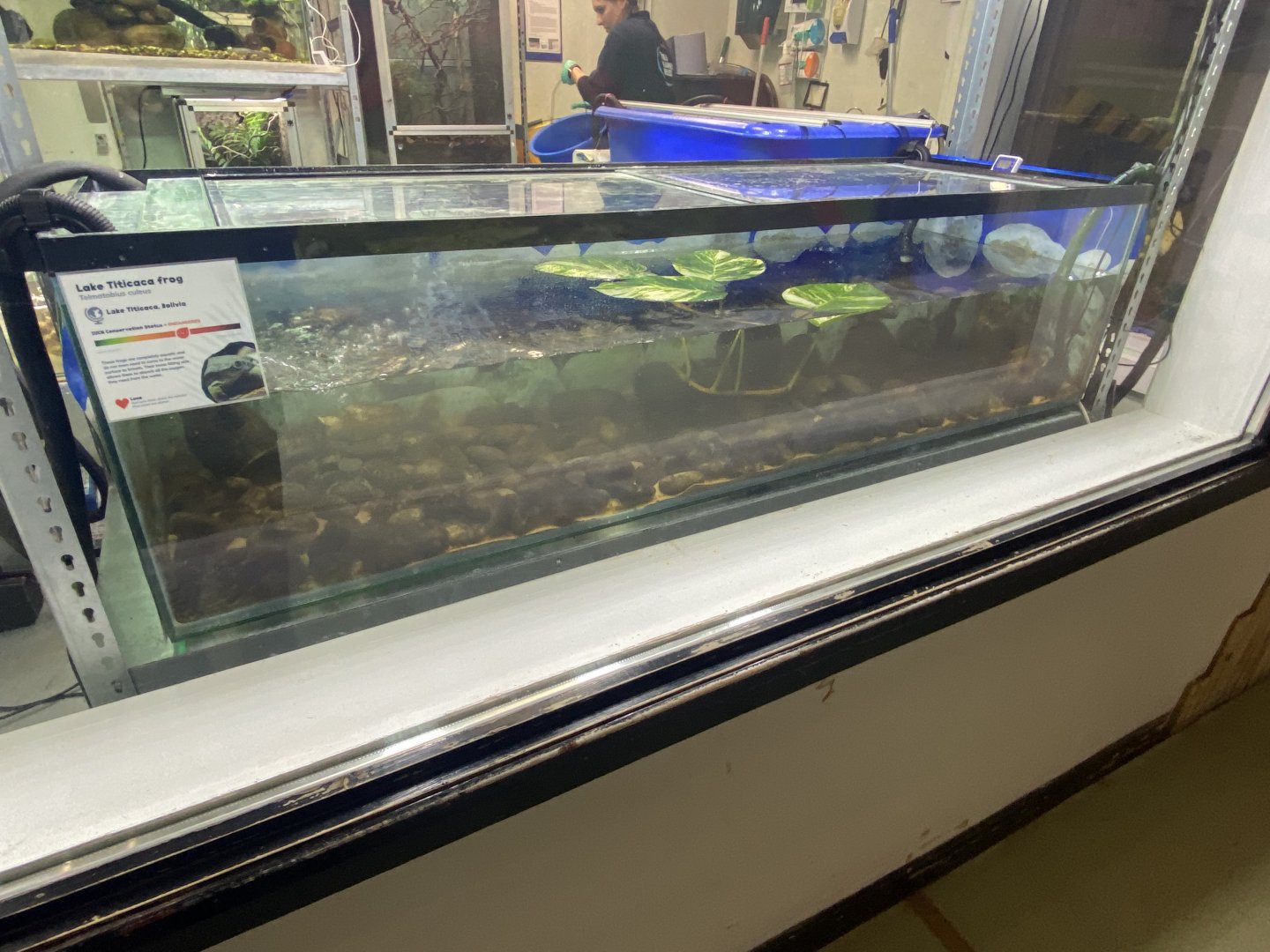 Amphibian Ark - Lake Titicaca frog tank 240222
