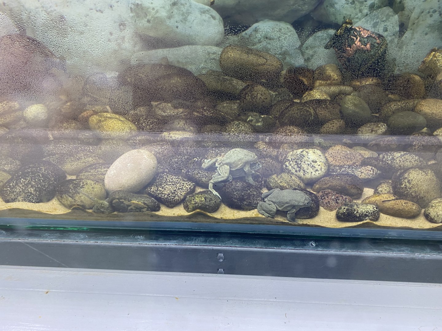 Amphibian Ark - Lake Titicaca frogs 201121