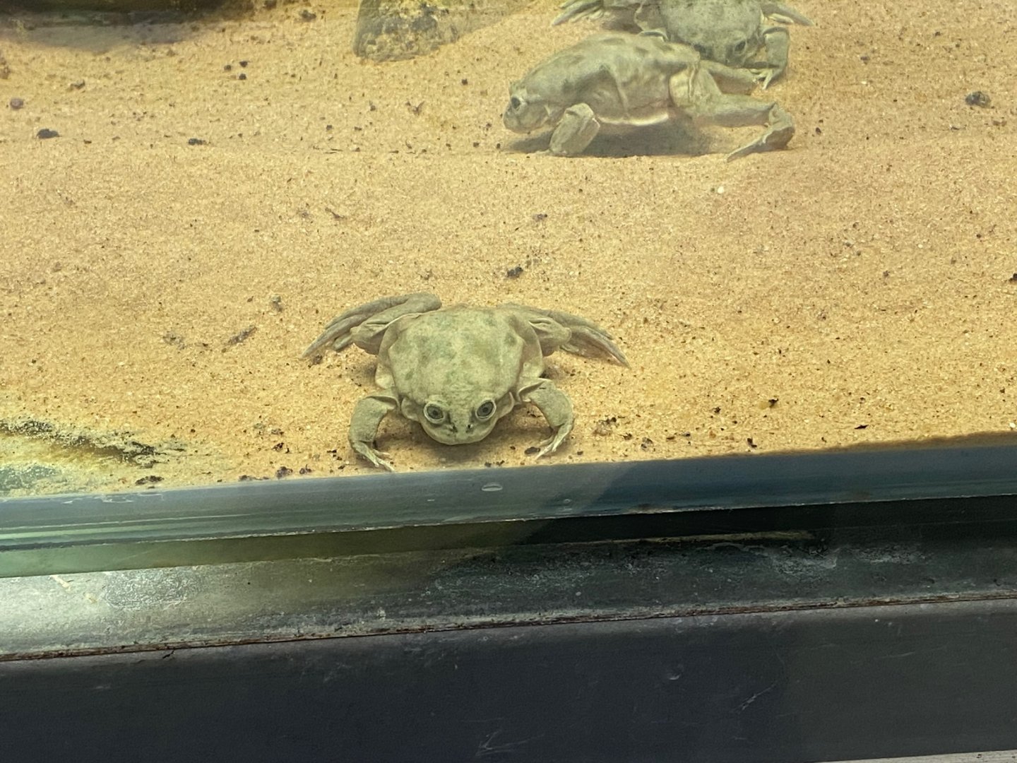 Amphibian Ark - Lake Titicaca water frog 200923