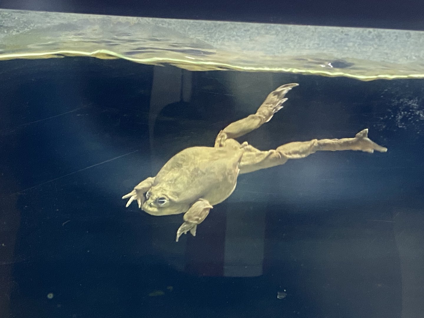 Amphibian Ark - Lake Titicaca water frog exhibit 130624