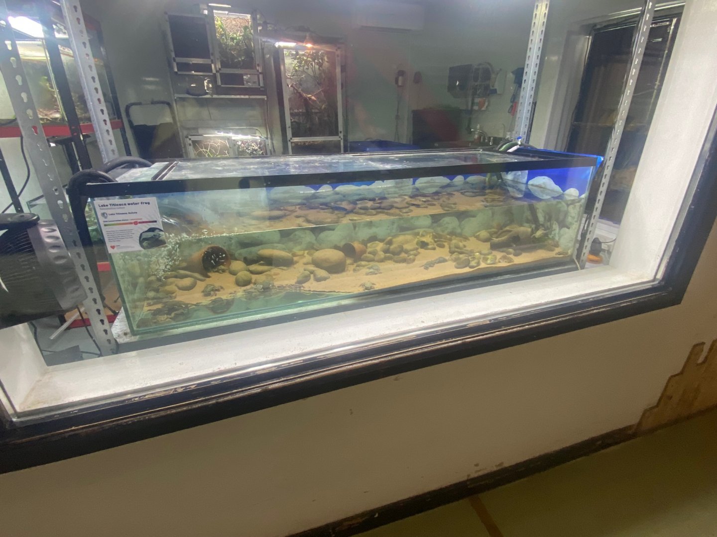 Amphibian Ark - Lake Titicaca water frog exhibit 290923