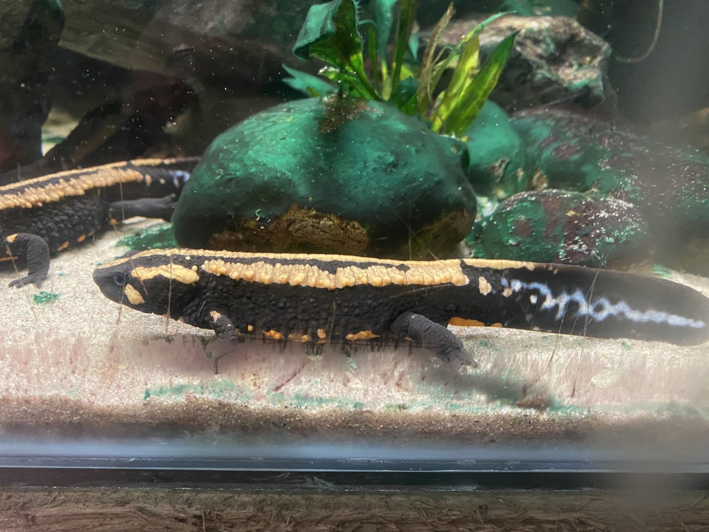 Amphibian Ark - Laos warty newt 050224