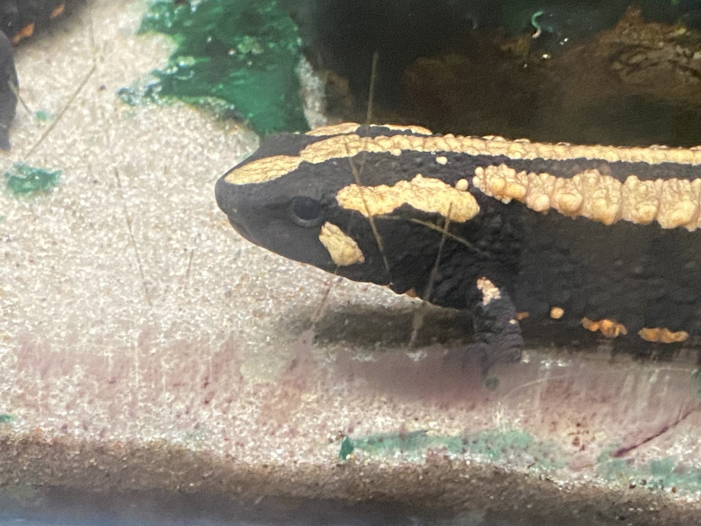 Amphibian Ark - Laos warty newt 050224